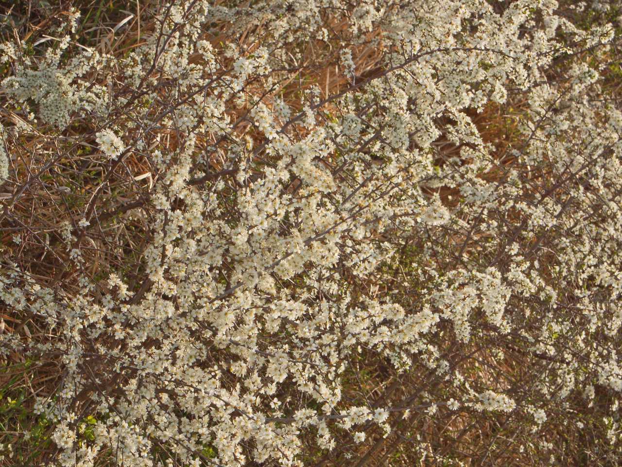 Un arbusto dai fiori bianchi Prunus spinosa
